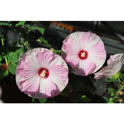 Mocsári hibiszkusz - Hibiscus moscheutos Nippon Blush