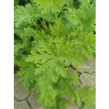 Citromillatú muskátli - Pelargonium crispum