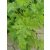 Citromillatú muskátli - Pelargonium crispum