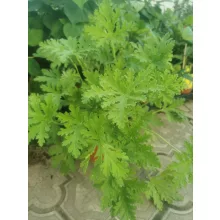 Citromillatú muskátli - Pelargonium crispum