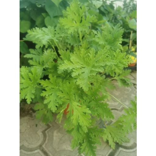 Citromillatú muskátli - Pelargonium crispum