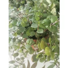 Kúszó törpepletyka - Callisia repens
