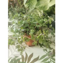 Kúszó törpepletyka - Callisia repens