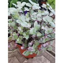 Kúszó törpepletyka - Callisia repens Rosato