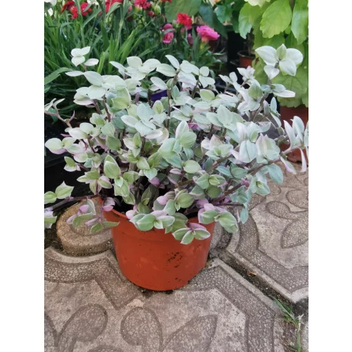 Kúszó törpepletyka - Callisia repens Rosato