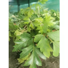 Hármaslevelű kúszóka - Cissus rhombifolia Ellen Danica