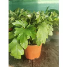 Hármaslevelű kúszóka - Cissus rhombifolia Ellen Danica