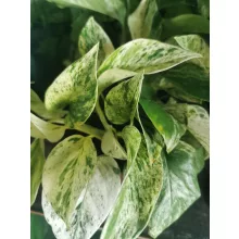 Szobai futóka - Epipremnum aureum Marble Queen