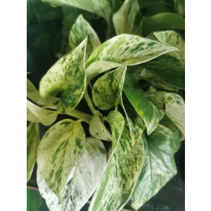 Szobai futóka - Epipremnum aureum Marble Queen