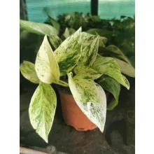 Szobai futóka - Epipremnum aureum Marble Queen