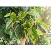 Szobai futóka - Epipremnum aureum Marble Queen