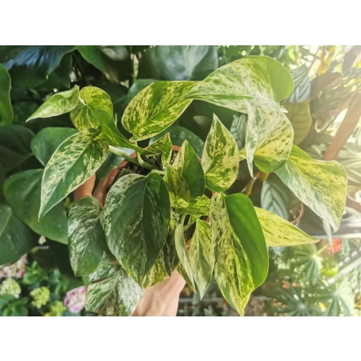 Szobai futóka - Epipremnum aureum Marble Queen