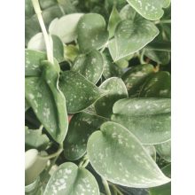 Hegyescsúcsú futóka - Scindapsus pictus Argyraeus