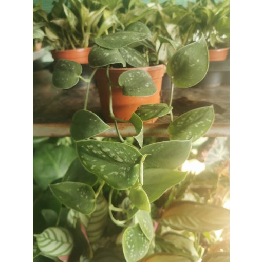 Hegyescsúcsú futóka - Scindapsus pictus Argyraeus