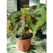 Begonia masoniana