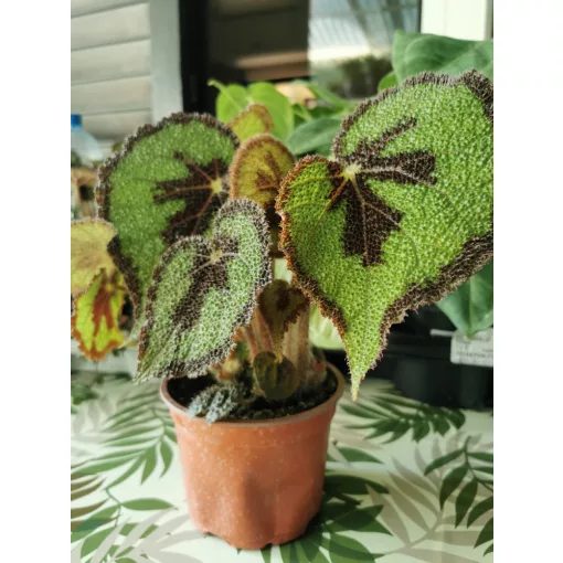 Begonia masoniana
