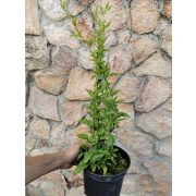 Ólomvirág - Plumbago auriculata 'Alba'