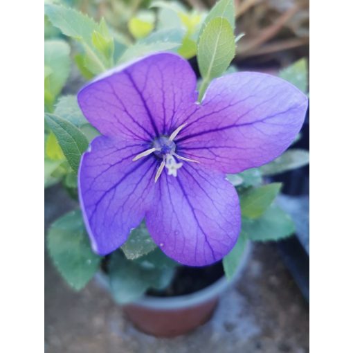 Léggömbvirág - Platycodon Blue