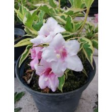 Rózsalonc - Weigela florida Variegata