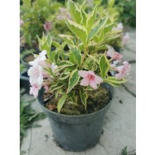 Rózsalonc - Weigela florida Variegata