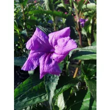Ruellia brittoniana - Mexikói petúnia