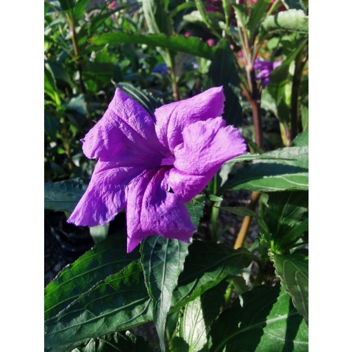 Mexikói petúnia - Ruellia sp.