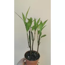 Ruellia brittoniana - Mexikói petúnia