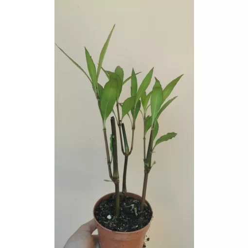 Ruellia brittoniana - Mexikói petúnia