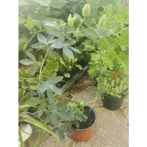 Passiflora Winterland - Golgotavirág