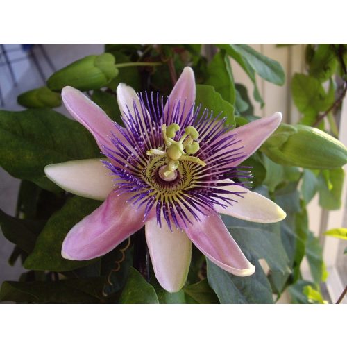 Golgotavirág - Passiflora 'Belotii'