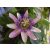 Passiflora Belotii - Golgotavirág