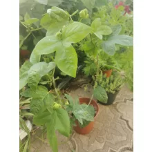 Passiflora Belotii - Golgotavirág