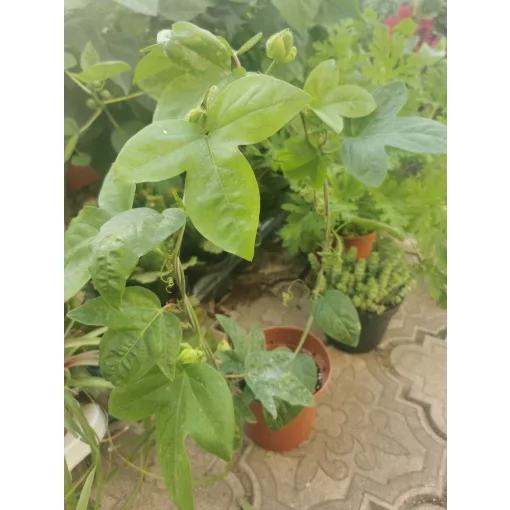 Passiflora Belotii - Golgotavirág