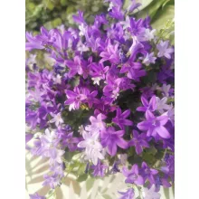 Dalmát harangvirág - Campanula portenschlagiana