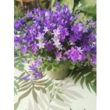 Dalmát harangvirág - Campanula portenschlagiana