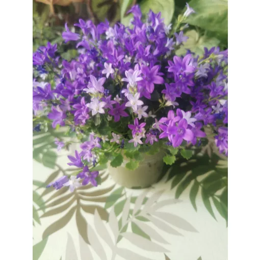 Dalmát harangvirág - Campanula portenschlagiana