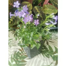 Dalmát harangvirág - Campanula portenschlagiana