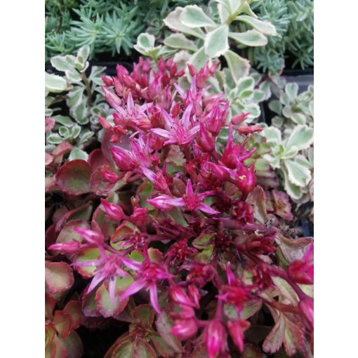Kaukázusi varjúháj - Sedum spurium Fuldaglut