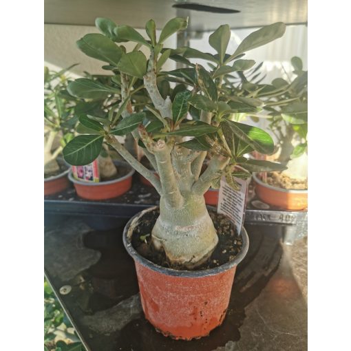 Sivatagi rózsa - Adenium sp.