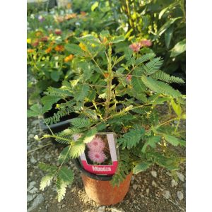 Szemérmes mimóza - Mimosa pudica