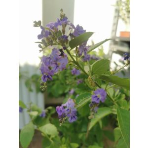 Duranta erecta - Galambbogyó