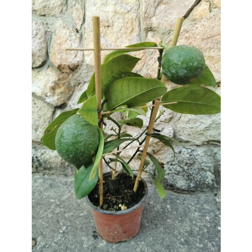 Termő citrom - mini létrás