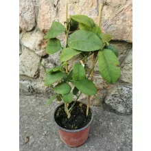 Termő citrom - mini létrás