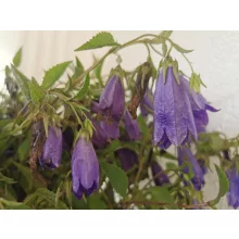 Pettyegetett harangvirág - Campanula punctata