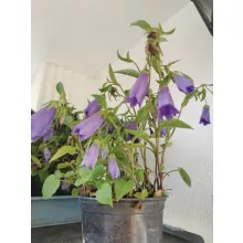 Pettyegetett harangvirág - Campanula punctata