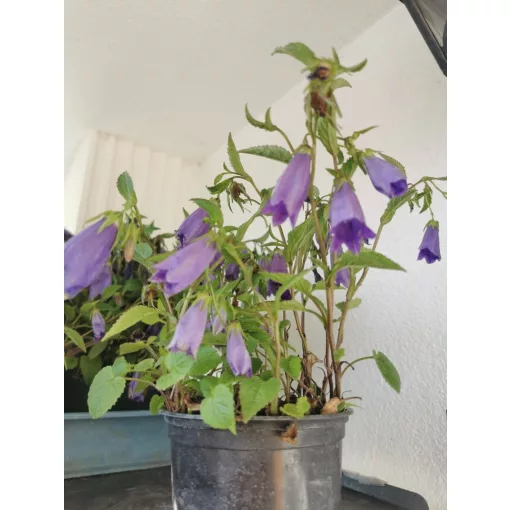 Pettyegetett harangvirág - Campanula punctata