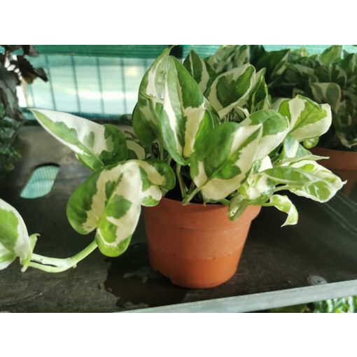 Szobai futóka - Epipremnum aureum N Joy