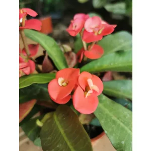 Euphorbia milii
