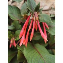 Korallfukszia - Fuchsia triphylla