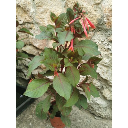 Korallfukszia - Fuchsia triphylla